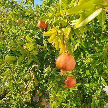 Olive Apartment Mandre